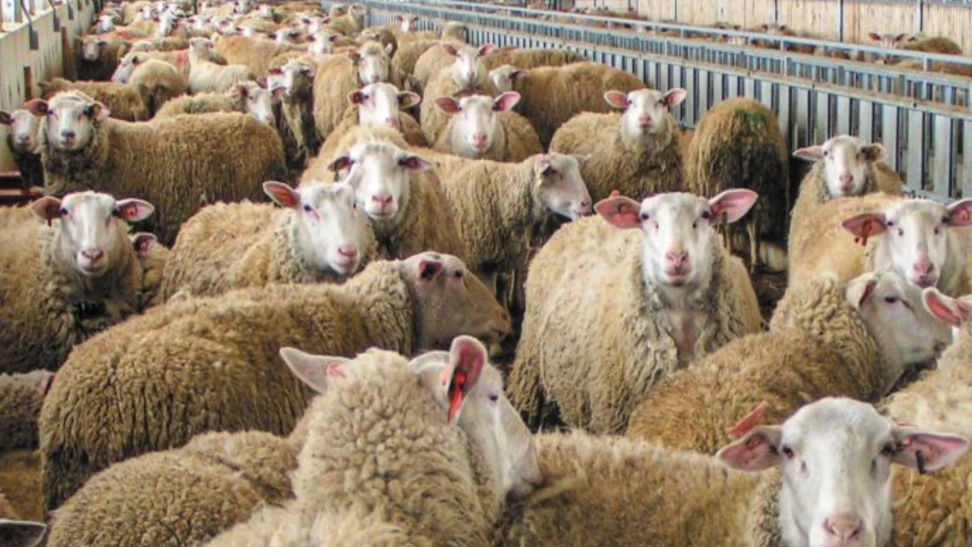 Συναγερμός στην Κεφαλονιά, κρούσμα ευλογιάς σε μονάδα με 121 ζώα Συναγερμός στην Κεφαλονιά, κρούσμα ευλογιάς σε μονάδα με 121 ζώα