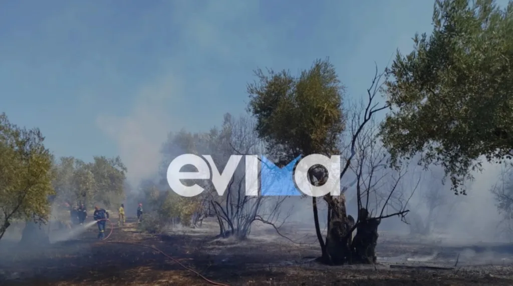 Φωτιά στη Βόρεια Εύβοια: Στις φλόγες αγροτική έκταση με ελιές στα Κανατάδικα - Τραυματίστηκε ένας άνθρωπος