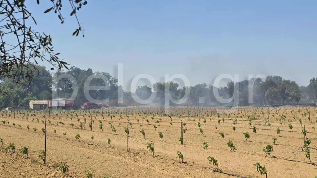 Αχαΐα: Υπό έλεγχο η πυρκαγιά στον Ριόλο, σε επιφυλακή η Πυροσβεστική ΦΩΤΟ-ΝΕΟΤΕΡΑ