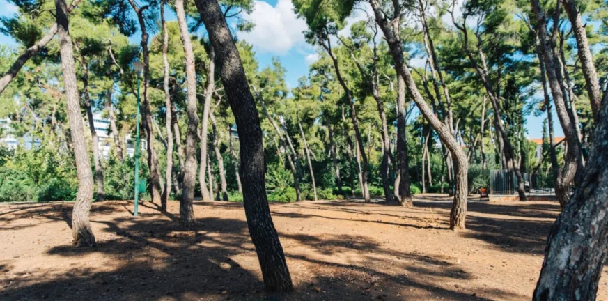 Αθήνα: Κλείνει το Άλσος Χωροφυλακής - Έρευνες για παράνομες ταφές ζώων Αθήνα: Κλείνει το Άλσος Χωροφυλακής - Έρευνες για παράνομες ταφές ζώων