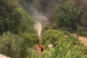Αχαΐα: Ξεκίνησαν οι διαδικασίες για τη δήλωση απωλειών στο ζωικό κεφάλαιο εξαιτίας πυρκαγιάς