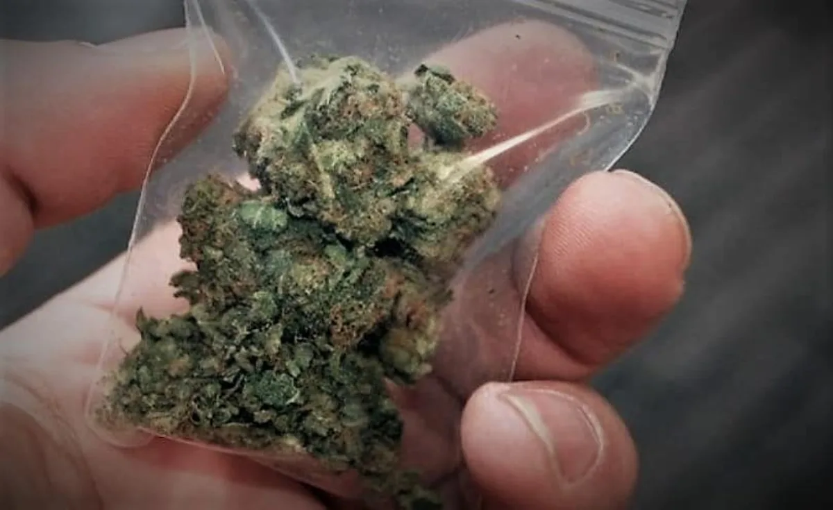 Αγρίνιο: Δύο συλλήψεις για καλλιέργεια και διακίνηση κάνναβης Αγρίνιο: Δύο συλλήψεις για καλλιέργεια και διακίνηση κάνναβης