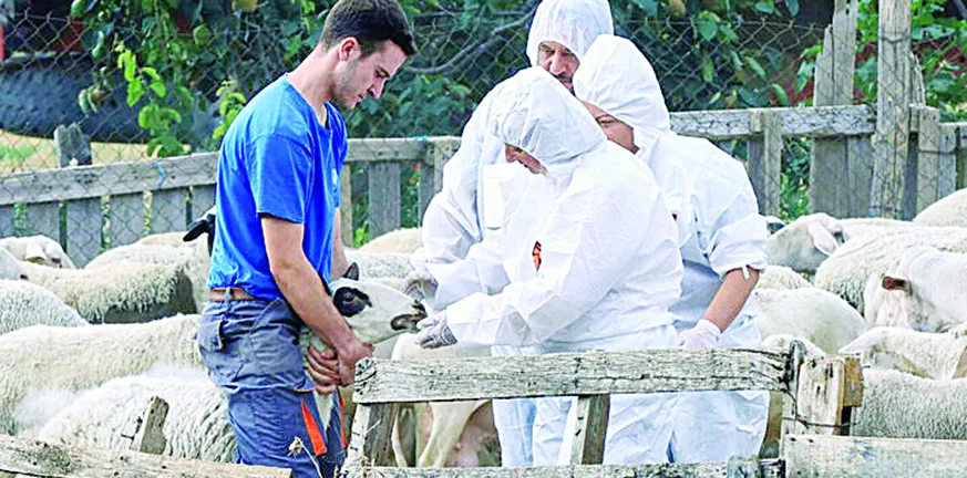 Ευλογιά των αιγοπροβάτων: Πέρασε ο ιός σε 16 μονάδες εκτροφής ζώων - Εκκληση Α. Φίλια για τήρηση των μέτρων πρόληψης