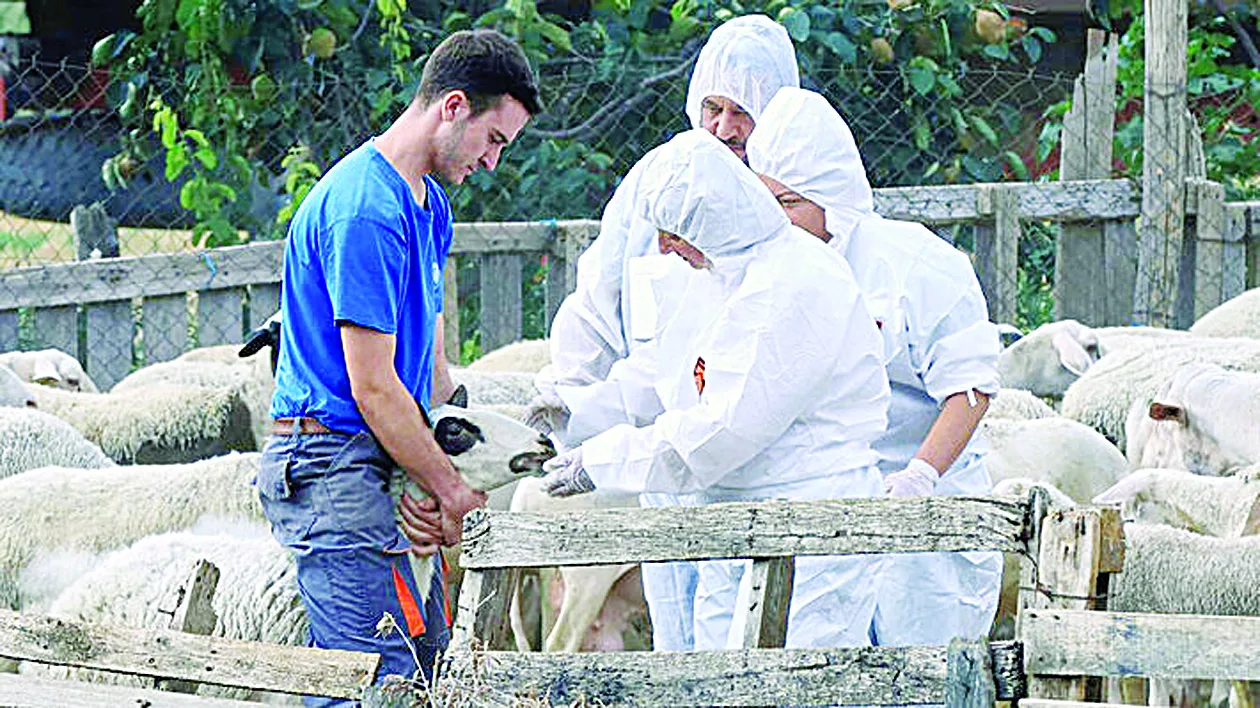 Ευλογιά των αιγοπροβάτων: Πέρασε ο ιός σε 16 μονάδες εκτροφής ζώων - Εκκληση Α. Φίλια για τήρηση των μέτρων πρόληψης