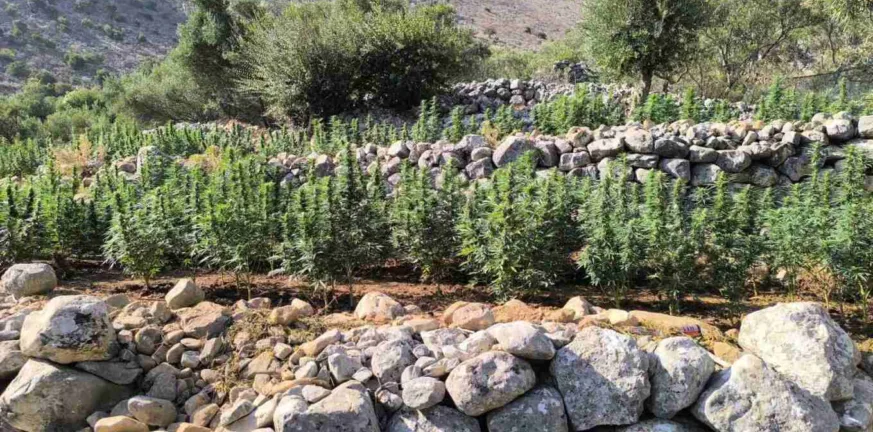 Πάνω από 2.200 δενδρύλλια κάνναβης βρήκε η Αστυνομία στη Μάνη ΒΙΝΤΕΟ Πάνω από 2.200 δενδρύλλια κάνναβης βρήκε η Αστυνομία στη Μάνη ΒΙΝΤΕΟ