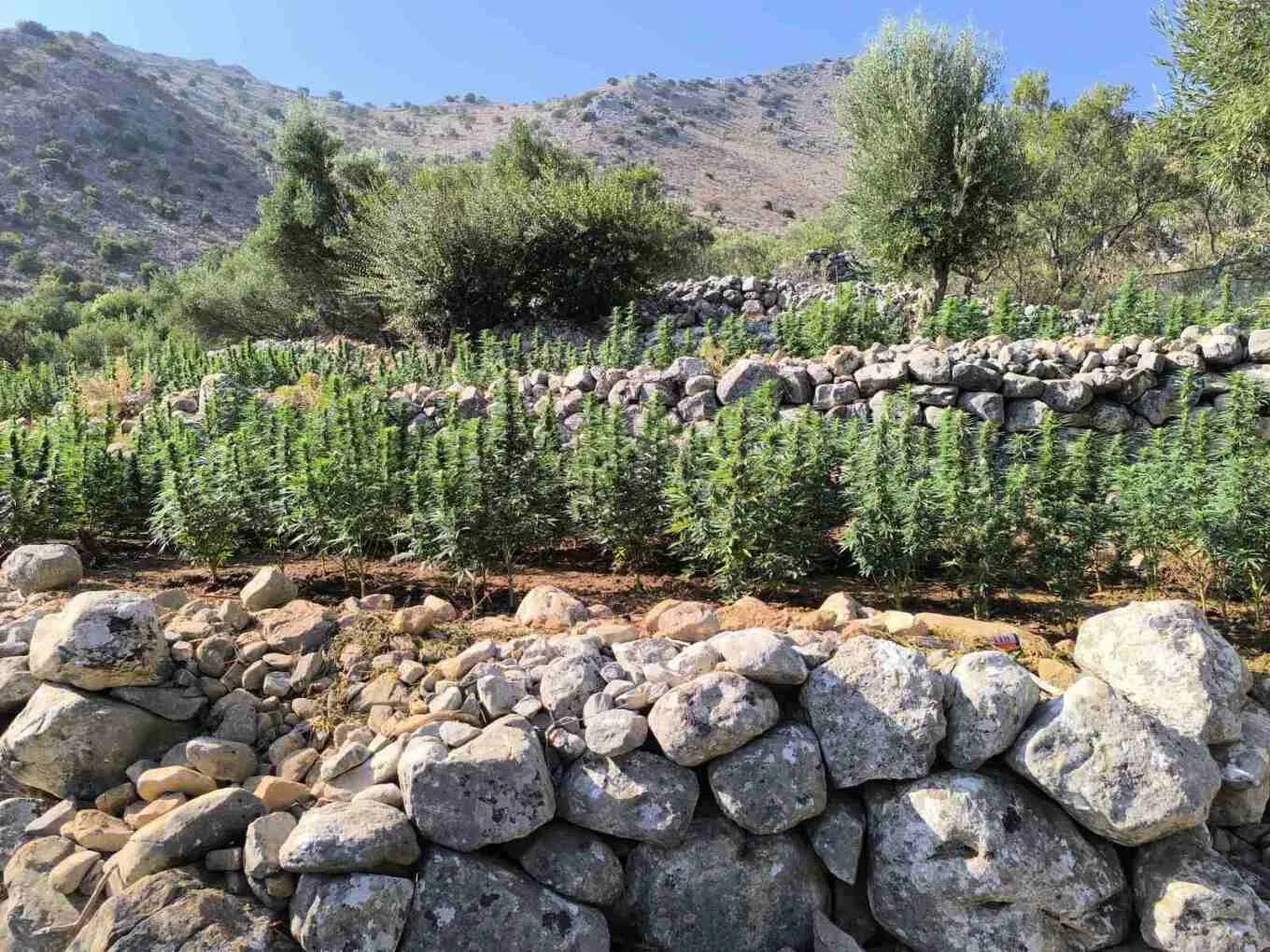 Πάνω από 2.200 δενδρύλλια κάνναβης βρήκε η Αστυνομία στη Μάνη ΒΙΝΤΕΟ