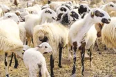 Ανησυχία για τα κρούσματα ευλογιάς σε αιγοπρόβατα στη Λακκόπετρα: Κατάσταση έκτακτης ανάγκης