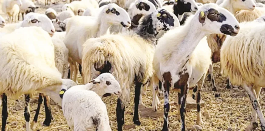 Ανησυχία για τα κρούσματα ευλογιάς σε αιγοπρόβατα στη Λακκόπετρα: Κατάσταση έκτακτης ανάγκης