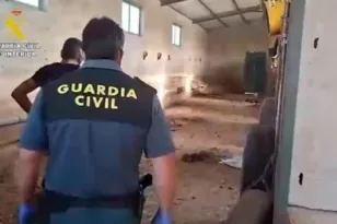Ισπανία: Βρέθηκαν νεκρά 32 σκυλιά σε σάκους, έρευνα για κακοποίηση ζώων