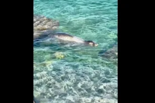 Απρόσμενος επισκέπτης στη Σύμη: Φώκια έκανε… μπάνιο με τους λουόμενους BINTEO