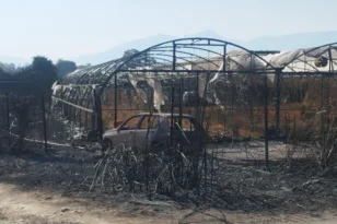 Κραυγή αγωνίας για τις πληγές, ο Αγροτικός Σύλλογος Δ. Αχαΐας ζητά μέτρα και άμεσες αποζημιώσεις