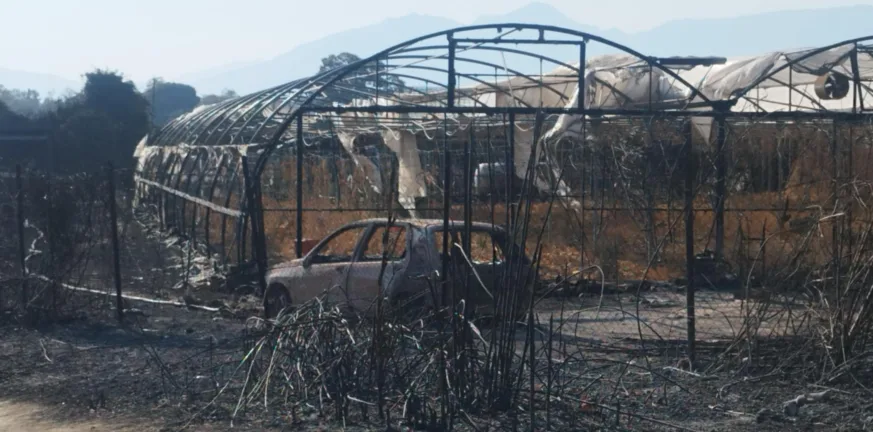 Κραυγή αγωνίας για τις πληγές, ο Αγροτικός Σύλλογος Δ. Αχαΐας ζητά μέτρα και άμεσες αποζημιώσεις