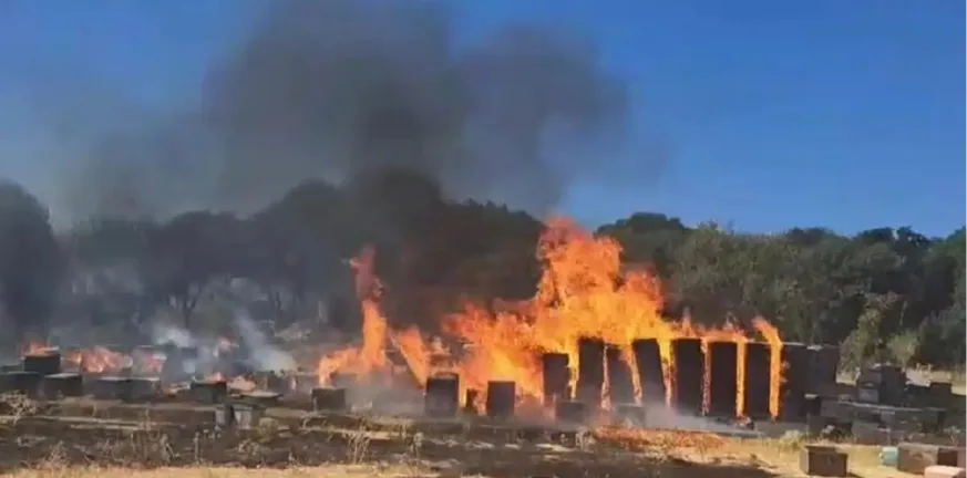 Από μελίσσια ξεκίνησε η φωτιά στον Χορτιάτη: Υπό έλεγχο χάρη στην άμεση επέμβαση ΒΙΝΤΕΟ Από μελίσσια ξεκίνησε η φωτιά στον Χορτιάτη: Υπό έλεγχο χάρη στην άμεση επέμβαση ΒΙΝΤΕΟ
