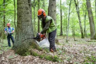 Λάρισα: 46χρονος υλοτόμος καταπλακώθηκε από δέντρο
