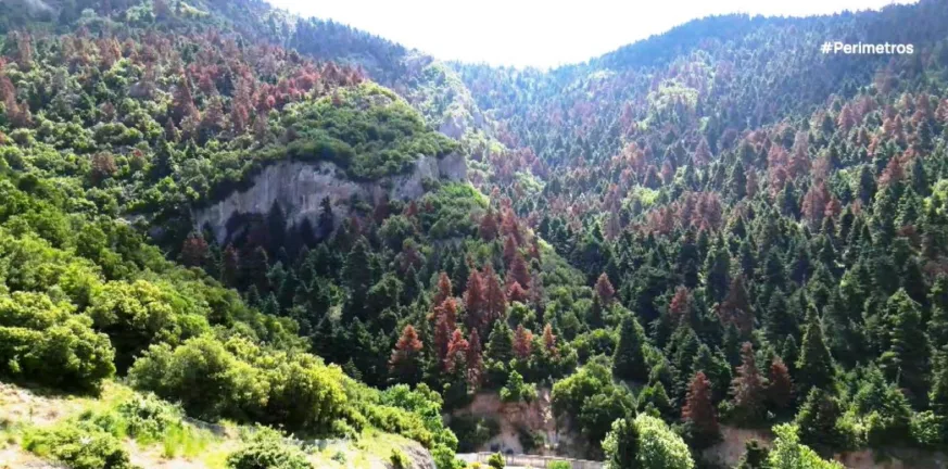 Παρέμβαση: Η ξήρανση της ελάτης είναι προειδοποίηση για το μέλλον των ορεινών δασών της χώρας μας