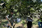 Αχαΐα: «Σύμμαχος» η φύση – Εξαπόλυση του Encarsia smithi κατά του Μαύρου Αλευρώδη στην Αιγιάλεια