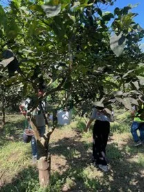 Αχαΐα: «Σύμμαχος» η φύση – Εξαπόλυση του Encarsia smithi κατά του Μαύρου Αλευρώδη στην Αιγιάλεια Αχαΐα: «Σύμμαχος» η φύση – Εξαπόλυση του Encarsia smithi κατά του Μαύρου Αλευρώδη στην Αιγιάλεια