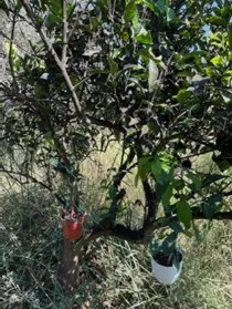 Αχαΐα: «Σύμμαχος» η φύση – Εξαπόλυση του Encarsia smithi κατά του Μαύρου Αλευρώδη στην Αιγιάλεια