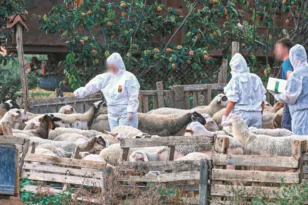 Ευλογιά προβάτων: Σύγκρουση εμβολίων και φέτας! – Και οι κτηνοτρόφοι υπέρ του εμβολιασμού