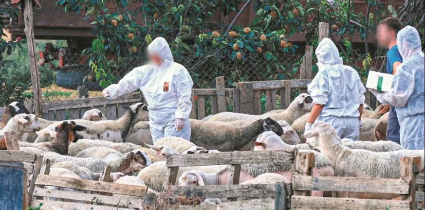 Ευλογιά προβάτων: Σύγκρουση εμβολίων και φέτας! - Και οι κτηνοτρόφοι υπέρ του εμβολιασμού