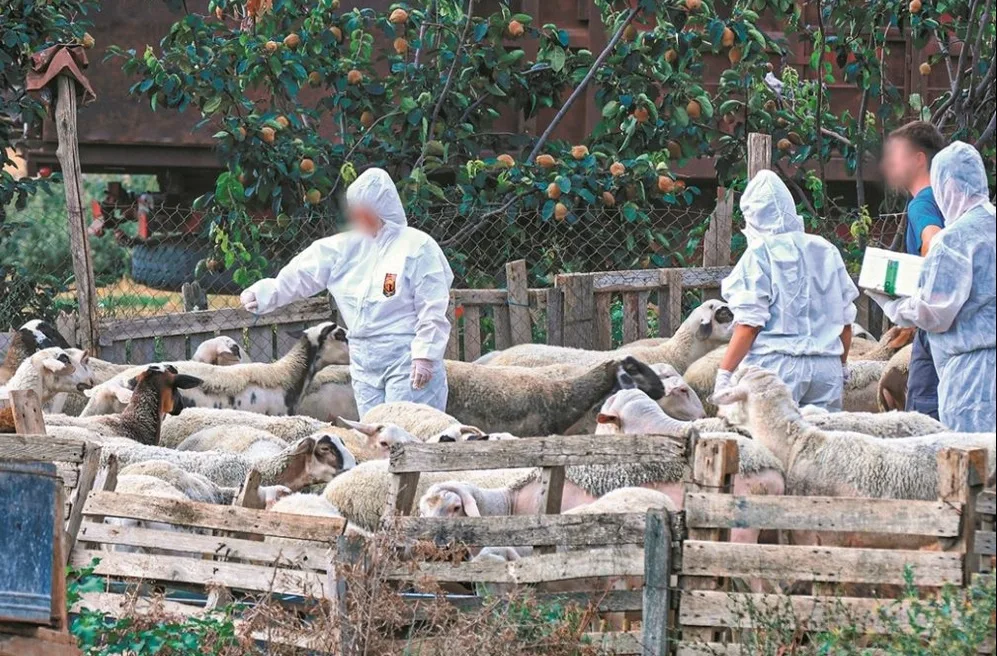 Αχαΐα: Στον εισαγγελέα ο φάκελος της ευλογιάς - Για 2,5 μήνες έκρυβαν νεκρά πρόβατα Αχαΐα: Στον εισαγγελέα ο φάκελος της ευλογιάς - Για 2,5 μήνες έκρυβαν νεκρά πρόβατα