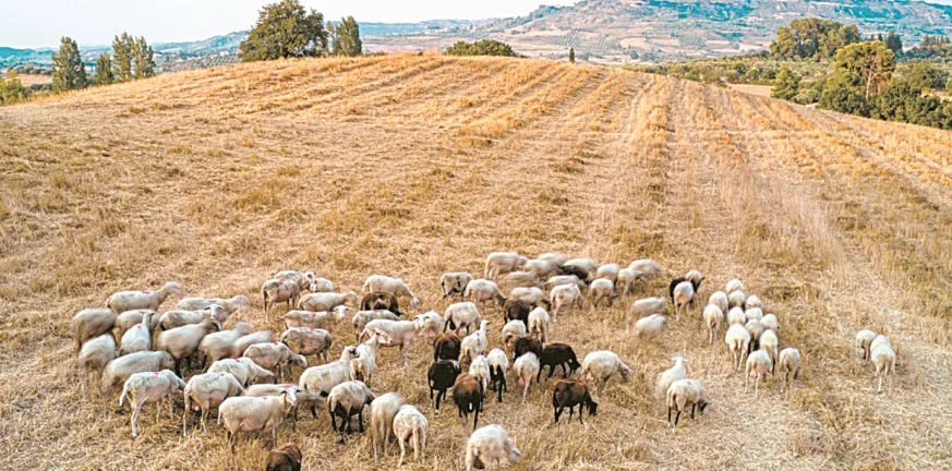 4 αγροτοσυνδικαλιστές στην «Π» για το σκάνδαλο ΟΠΕΚΕΠΕ: Φοβούνται τη συγκάλυψη... 4 αγροτοσυνδικαλιστές στην «Π» για το σκάνδαλο ΟΠΕΚΕΠΕ: Φοβούνται τη συγκάλυψη...