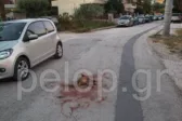 «Δεν τολμάμε να βγούμε από τα σπίτια μας»: Αγέλη αδέσποτων στα Κάτω Συχαινά της Πάτρας κατασπάραξε αλεπού