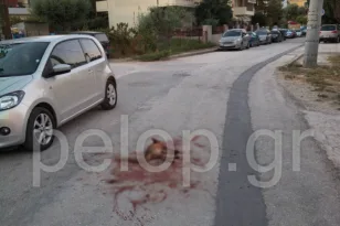 «Δεν τολμάμε να βγούμε από τα σπίτια μας»: Αγέλη αδέσποτων στα Κάτω Συχαινά της Πάτρας κατασπάραξε αλεπού
