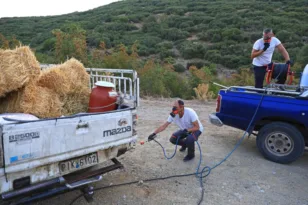 Ευλογιά αιγοπροβάτων: Εκεί λειτουργούν σταθμοί απολύμανσης σε Αχαΐα, Αιτωλοακαρνανία και Ηλεία