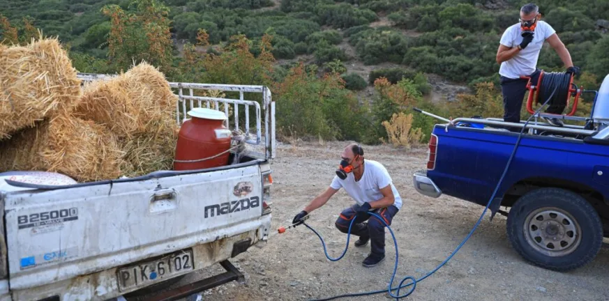 Ευλογιά αιγοπροβάτων: Εκεί λειτουργούν σταθμοί απολύμανσης σε Αχαΐα, Αιτωλοακαρνανία και Ηλεία