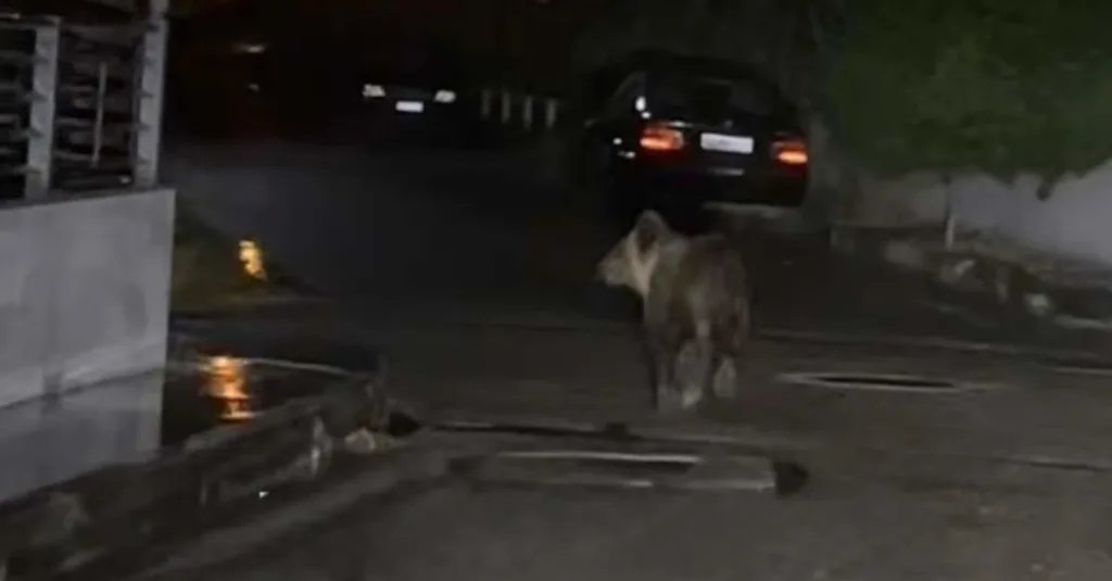 Αρκούδα κόβει βόλτες αμέριμνη στο κέντρο των Τρικάλων! ΦΩΤΟ