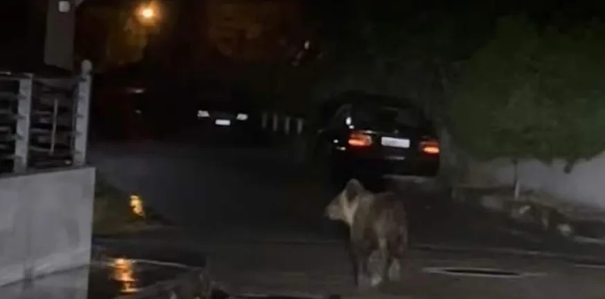 Αρκούδα κόβει βόλτες αμέριμνη στο κέντρο των Τρικάλων! ΦΩΤΟ
