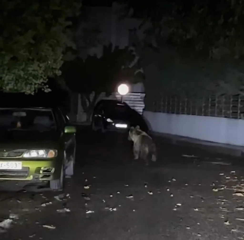 Αρκούδα κόβει βόλτες αμέριμνη στο κέντρο των Τρικάλων! ΦΩΤΟ