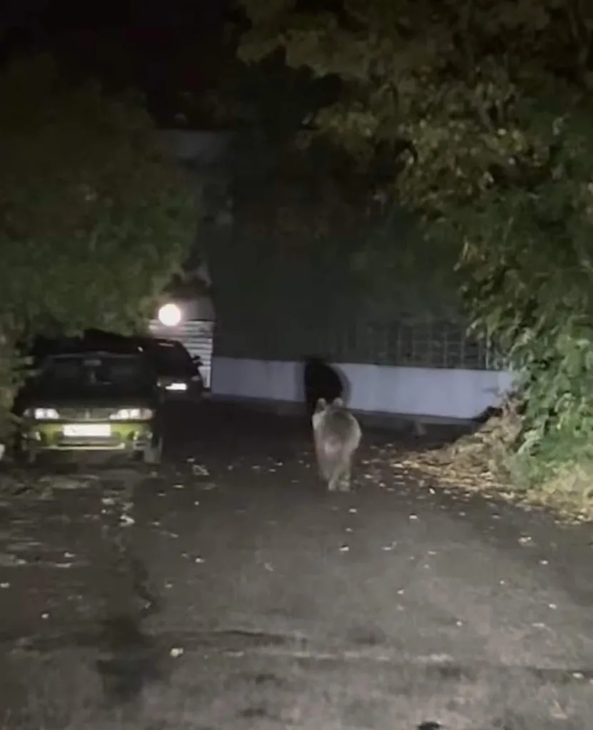 Αρκούδα κόβει βόλτες αμέριμνη στο κέντρο των Τρικάλων! ΦΩΤΟ