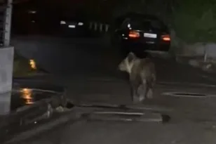 Τρίκαλα: Βραδινές περιπλανήσεις για νεαρή αρκούδα μέσα στην πόλη ΦΩΤΟ
