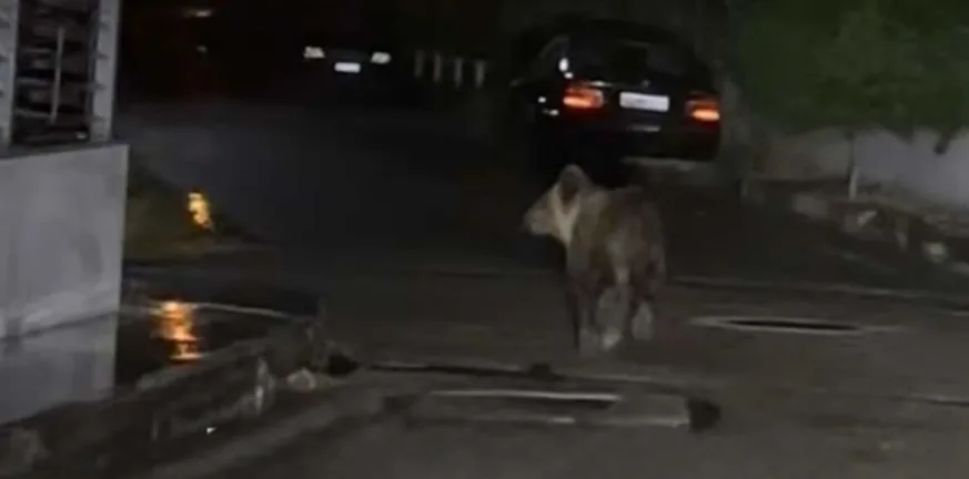 Τρίκαλα: Βραδινές περιπλανήσεις για νεαρή αρκούδα μέσα στην πόλη ΦΩΤΟ