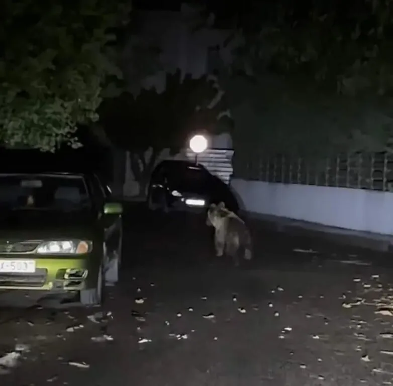 Τρίκαλα: Βραδινές περιπλανήσεις για νεαρή αρκούδα μέσα στην πόλη ΦΩΤΟ
