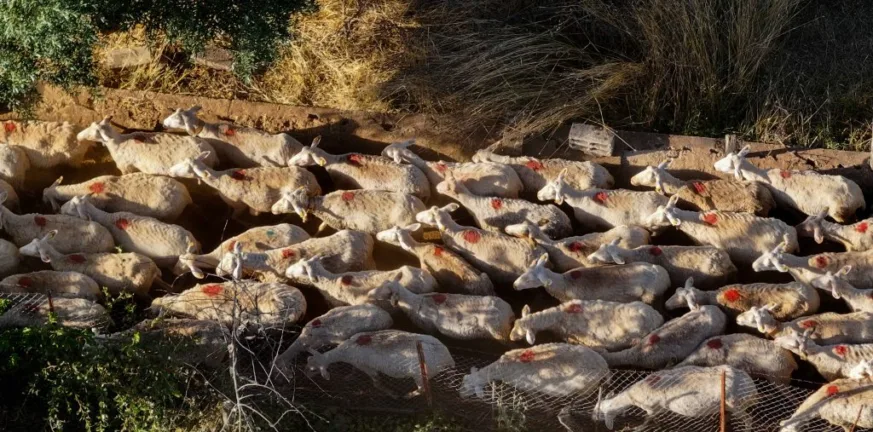 Ευλογιά αιγοπροβάτων: Σε απόγνωση οι κτηνοτρόφοι, ανησυχία στους καταναλωτές