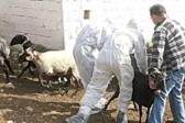 Δυτική Αχαΐα: Σημάδια αισιοδοξίας για τα κρούσματα ευλογιάς, στην «Π» Φίλιας - Τσάκωνας