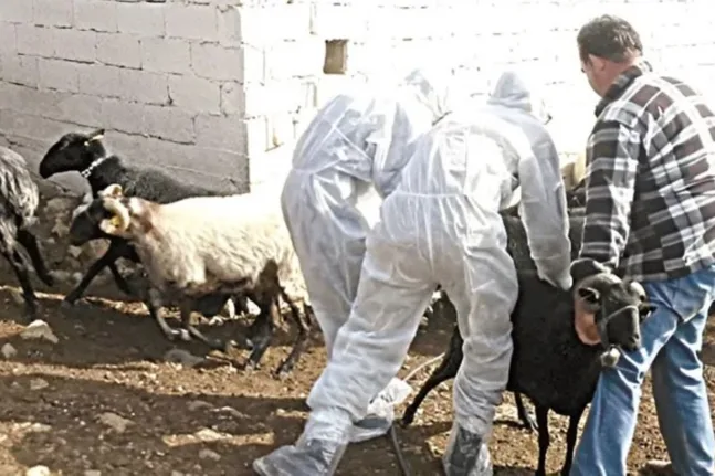 Δυτική Αχαΐα: Σημάδια αισιοδοξίας για τα κρούσματα ευλογιάς, στην «Π» Φίλιας - Τσάκωνας