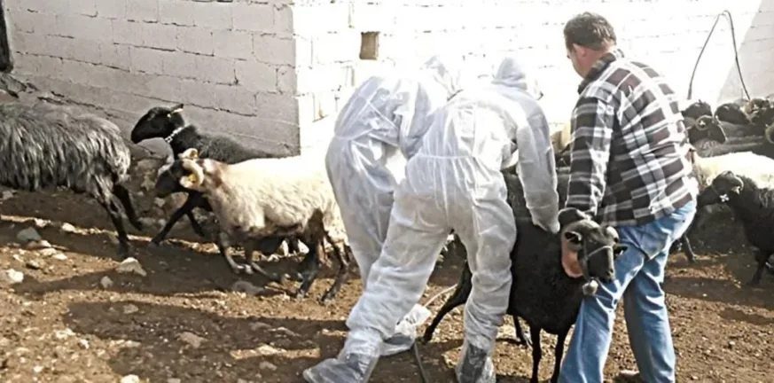 Δυτική Αχαΐα: Σημάδια αισιοδοξίας για τα κρούσματα ευλογιάς, στην «Π» Φίλιας - Τσάκωνας Δυτική Αχαΐα: Σημάδια αισιοδοξίας για τα κρούσματα ευλογιάς, στην «Π» Φίλιας - Τσάκωνας