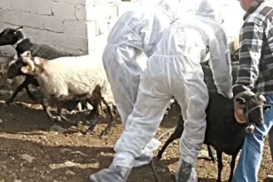 Αναζητείται αγρότης που εγκατέλειψε ζώο με ευλογιά στη Δυτική Αχαΐα