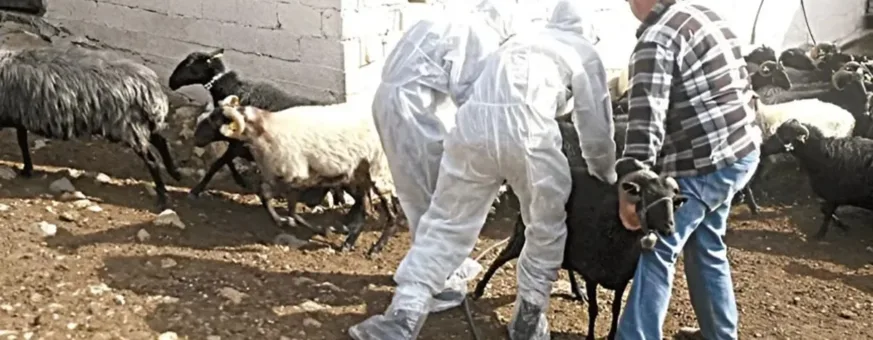 Αναζητείται αγρότης που εγκατέλειψε ζώο με ευλογιά στη Δυτική Αχαΐα