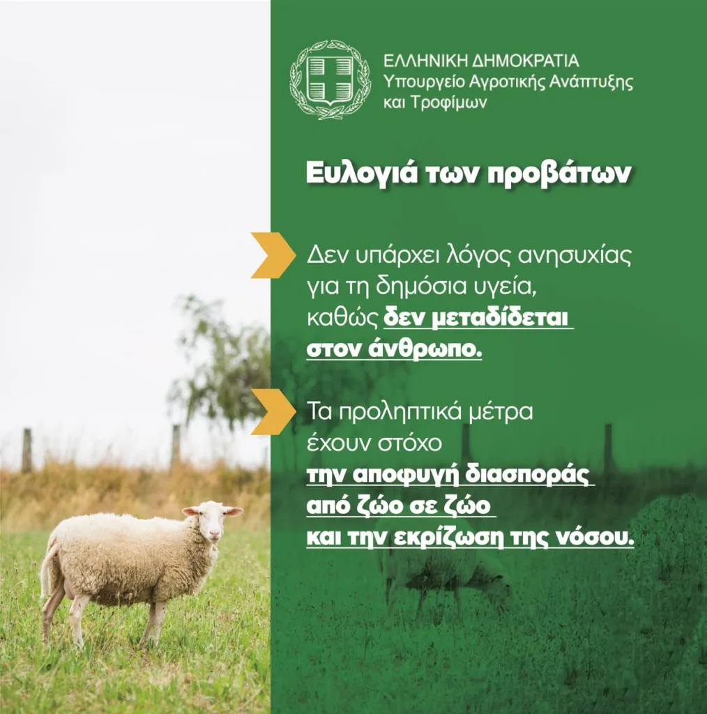 Ευλογιά των προβάτων: Τα μέτρα για τον περιορισμό και εκρίζωση της νόσου, τι πρέπει να κάνουν οι κτηνοτρόφοι