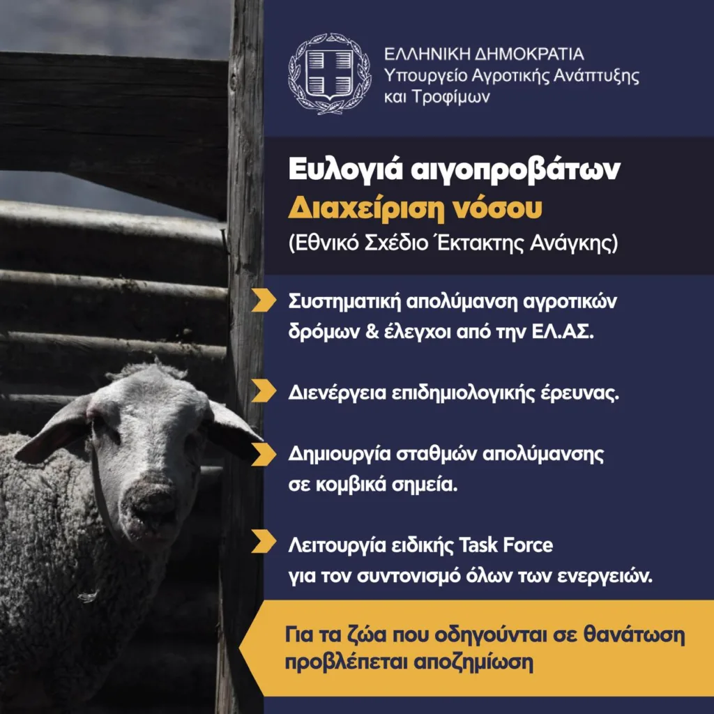 Ευλογιά των προβάτων: Τα μέτρα για τον περιορισμό και εκρίζωση της νόσου, τι πρέπει να κάνουν οι κτηνοτρόφοι