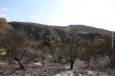 Αχαΐα - Ο φάκελος των καταστροφών: «Καίει» το κόστος των πυρκαγιών στην Αχαϊα