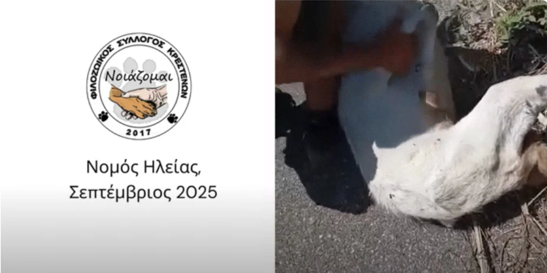 Φρίκη στην Ηλεία: Πέταξαν ζωντανή ακρωτηριασμένη κατσίκα στο φράγμα του Αλφειού - Σοκαριστικό ΒΙΝΤΕΟ