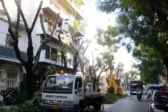 Πάτρα: Αρχίζει το κλάδεμα δένδρων στην Κωνσταντινουπόλεως