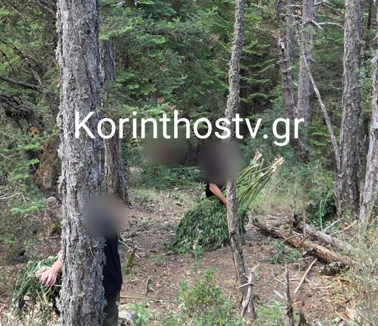 Νέα χασισοφυτεία στην Κορινθία, επιτυχία για τον Πατρινό Αστυνομικό Διευθυντή Γιάννη Αθανασόπουλο ΦΩΤΟ
