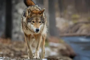 Χαλκιδική: Μετά την 5χρονη νέα επίθεση λύκου σε γυναίκα